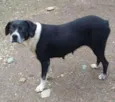 Cachorra