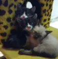 Não tem ainda 