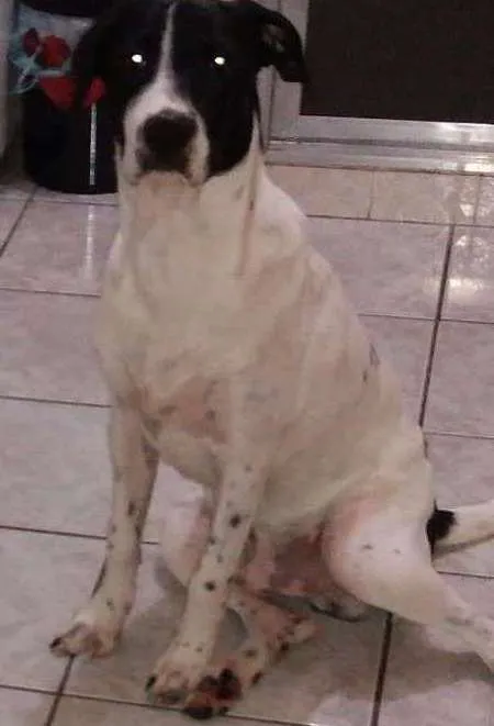 Cachorro raça SRD idade 7 a 11 meses nome Negresco