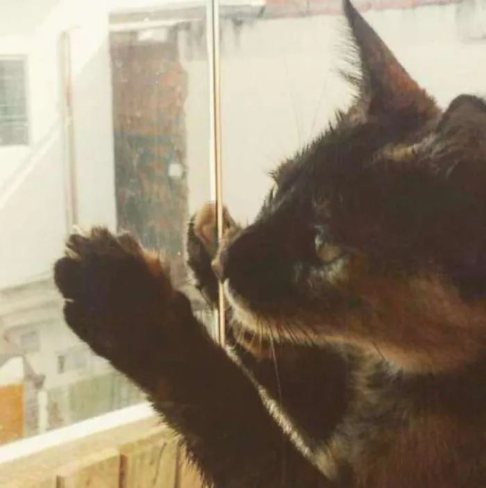 Gato ra a Srd idade 2 a 6 meses nome Bebe