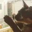 Gato raça Srd idade 2 a 6 meses nome Bebe