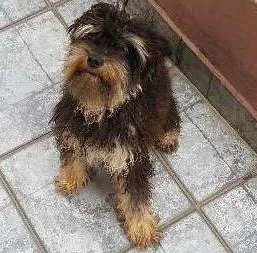 Cachorro ra a Mistico idade 1 ano nome Sem nome 