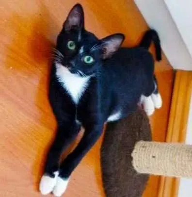 Gato ra a Srd idade 2 a 6 meses nome Thor
