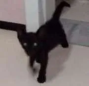 Gato raça Pé Duro idade Abaixo de 2 meses nome Billy Black