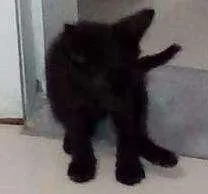 Gato raça Pé Duro idade Abaixo de 2 meses nome Billy Black