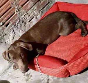 Cachorro raça Não definida idade 7 a 11 meses nome Yang