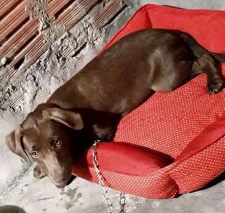 Cachorro ra a Não definida idade 7 a 11 meses nome Yang