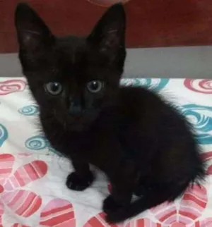 Gato raça Não sei idade 2 a 6 meses nome Fernandinho
