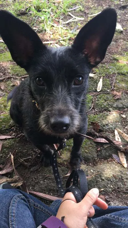 Cachorro ra a SRD idade 1 ano nome Barca