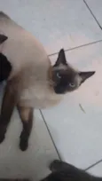 Valentina