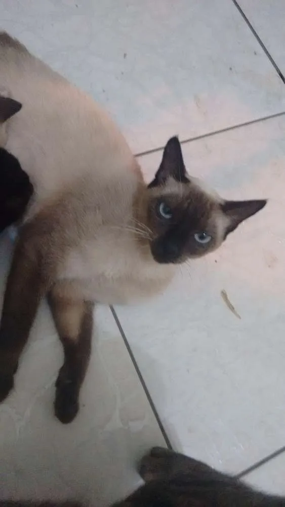 Gato ra a Ciamês idade 1 ano nome Valentina