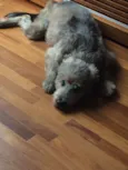 Juju