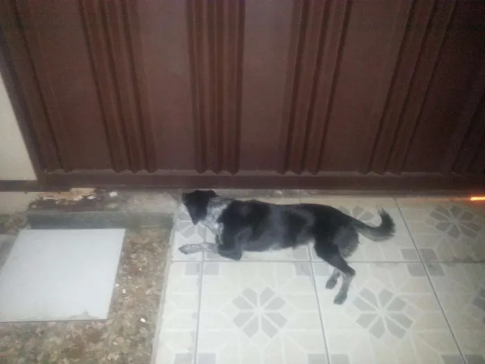 Cachorro ra a SEM RAÇA idade 2 anos nome BELINHA