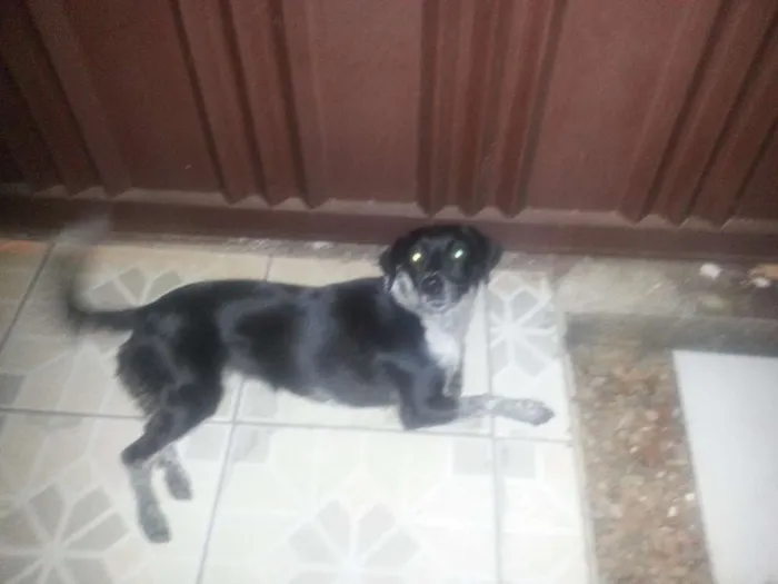 Cachorro ra a SEM RAÇA idade 2 anos nome BELINHA