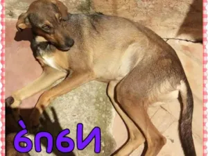 Cachorro raça Srd idade 3 anos nome Naná