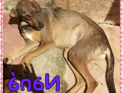 Cachorro raça Srd idade 3 anos nome Naná