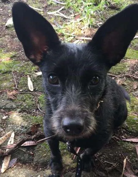 Cachorro ra a SRD idade 1 ano nome Barca
