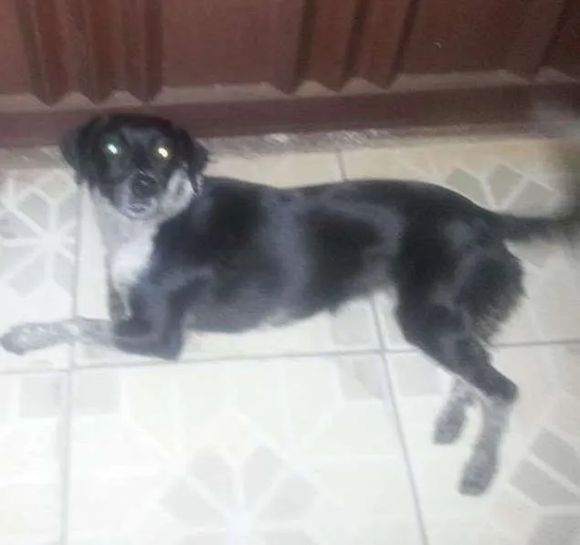 Cachorro ra a SEM RAÇA idade 2 anos nome BELINHA