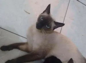 Gato raça Ciamês idade 1 ano nome Valentina