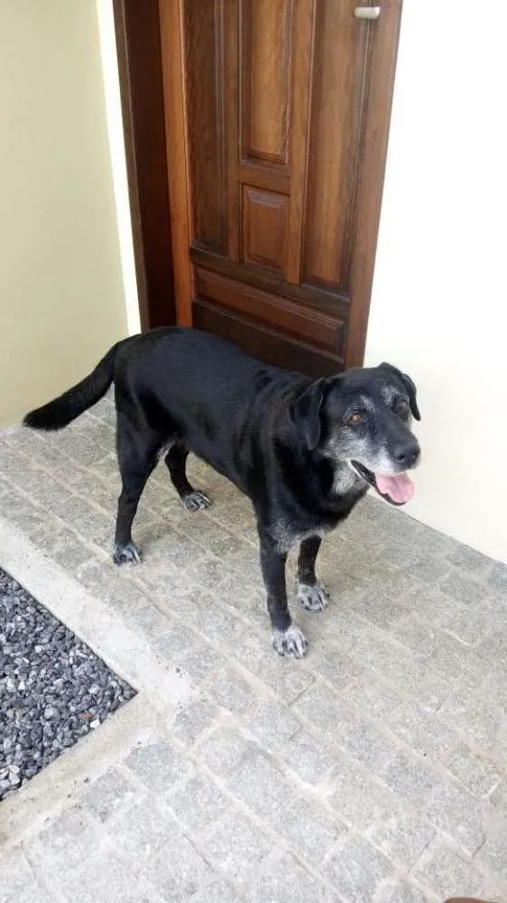 Cachorro ra a Labrador idade 6 ou mais anos nome Nego