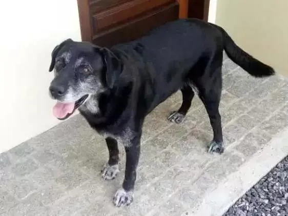 Cachorro ra a Labrador idade 6 ou mais anos nome Nego