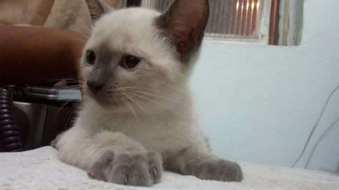 Gato raça sem idade 2 a 6 meses nome Branquinha