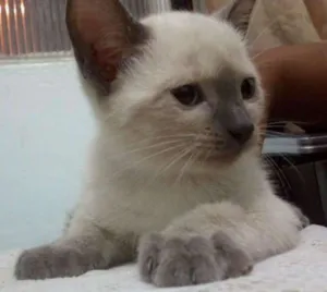 Gato raça sem idade 2 a 6 meses nome Branquinha