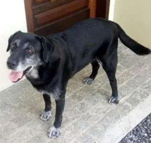 Cachorro raça Labrador idade 6 ou mais anos nome Nego