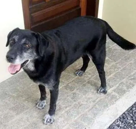 Cachorro ra a Labrador idade 6 ou mais anos nome Nego