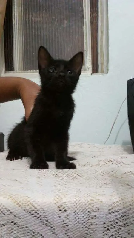 Gato raça sem idade 2 a 6 meses nome Azulão