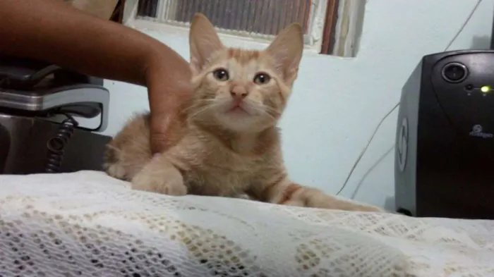 Gato raça sem idade 2 a 6 meses nome Tangerina