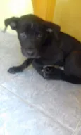 Veludo