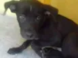 Veludo