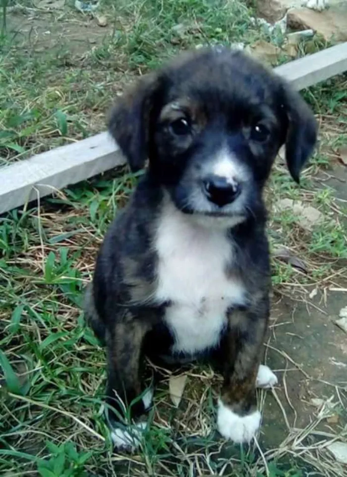 Cachorro ra a vira lata  idade 2 a 6 meses nome Sem nome 