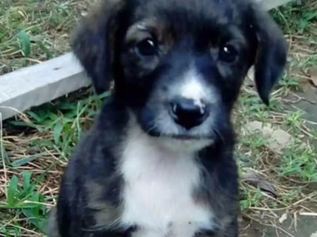 Cachorro ra a vira lata  idade 2 a 6 meses nome Sem nome 