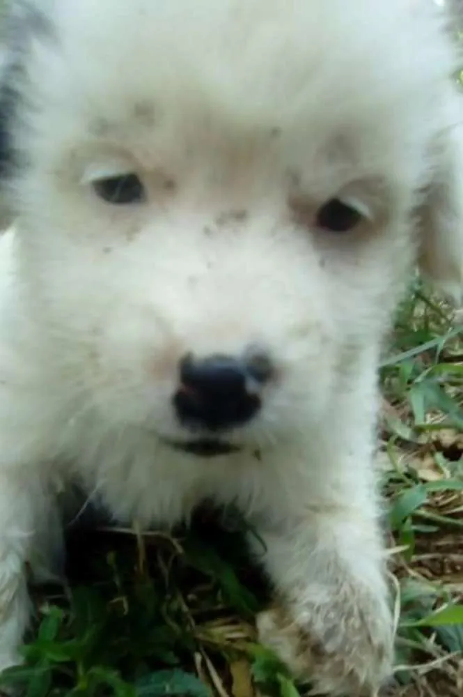 Cachorro ra a vira lata  idade 2 a 6 meses nome Sem nome 