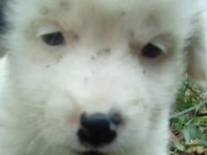 Cachorro ra a vira lata  idade 2 a 6 meses nome Sem nome 