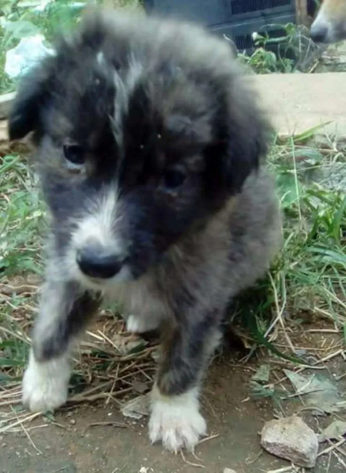 Cachorro ra a vira lata  idade 2 a 6 meses nome Sem nome 