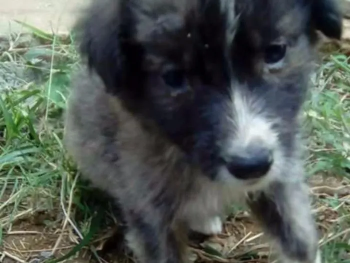 Cachorro ra a vira lata  idade 2 a 6 meses nome Sem nome 