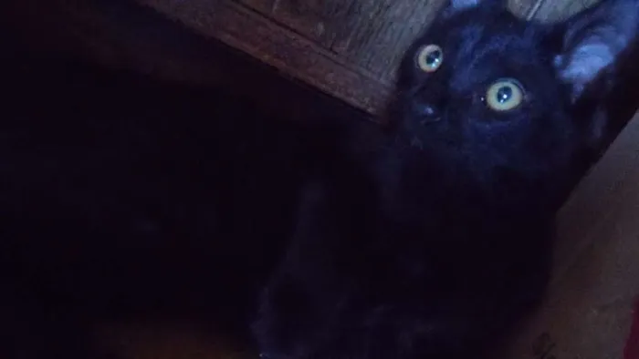Gato ra a Vira Lata idade 7 a 11 meses nome Charlie 