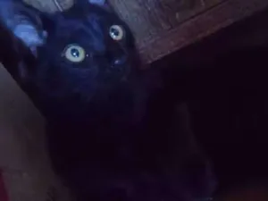 Gato raça Vira Lata idade 7 a 11 meses nome Charlie 