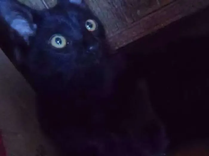 Gato ra a Vira Lata idade 7 a 11 meses nome Charlie 