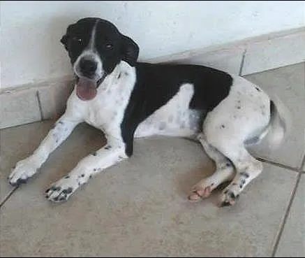 Cachorro ra a vira lata/salsichão idade 1 ano nome liotto