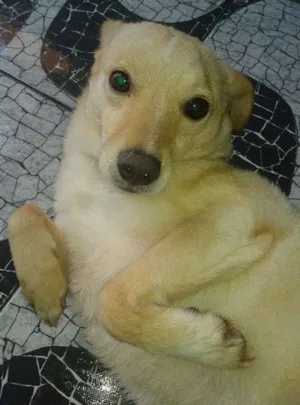 Cachorro raça SRD idade 2 anos nome Alemão
