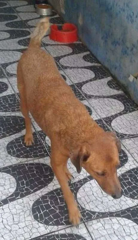 Cachorro ra a SRD idade 1 ano nome Davi