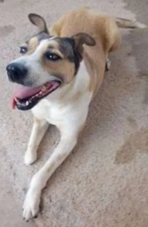 Cachorro raça SRD idade 5 anos nome Deusa