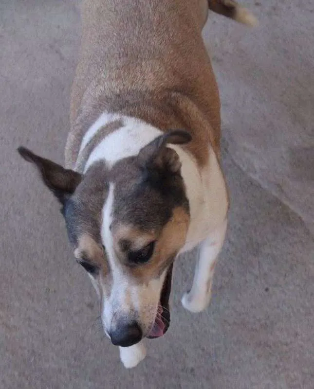 Cachorro ra a SRD idade 5 anos nome Deusa