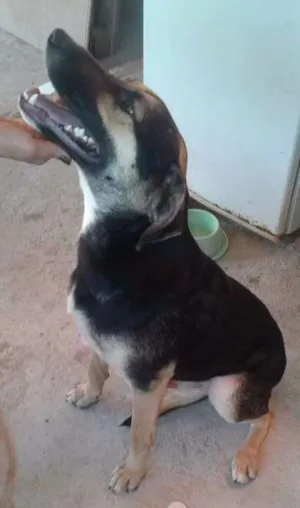 Cachorro raça SRD idade 2 anos nome Dudu