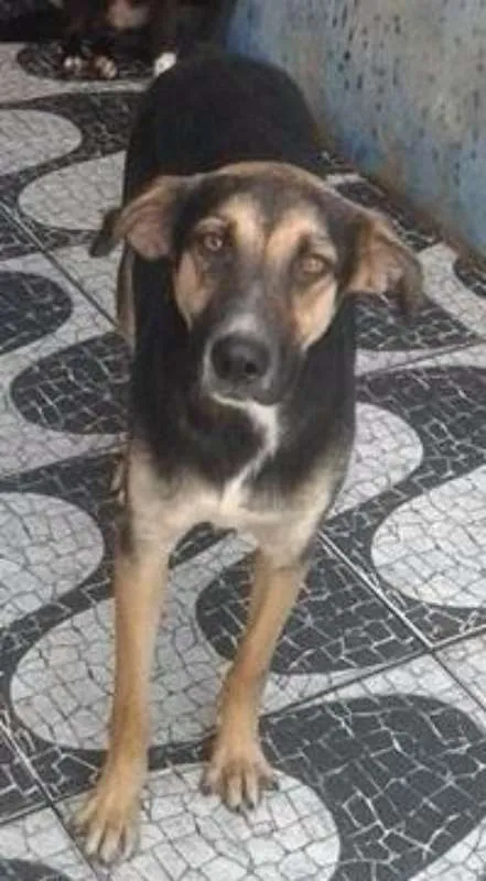 Cachorro ra a SRD idade 2 anos nome Dudu