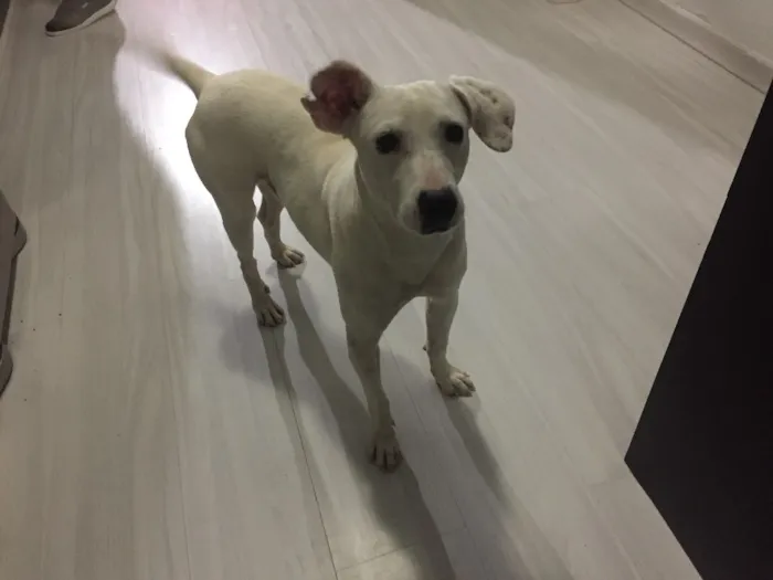 Cachorro ra a SRD idade 1 ano nome Polaco